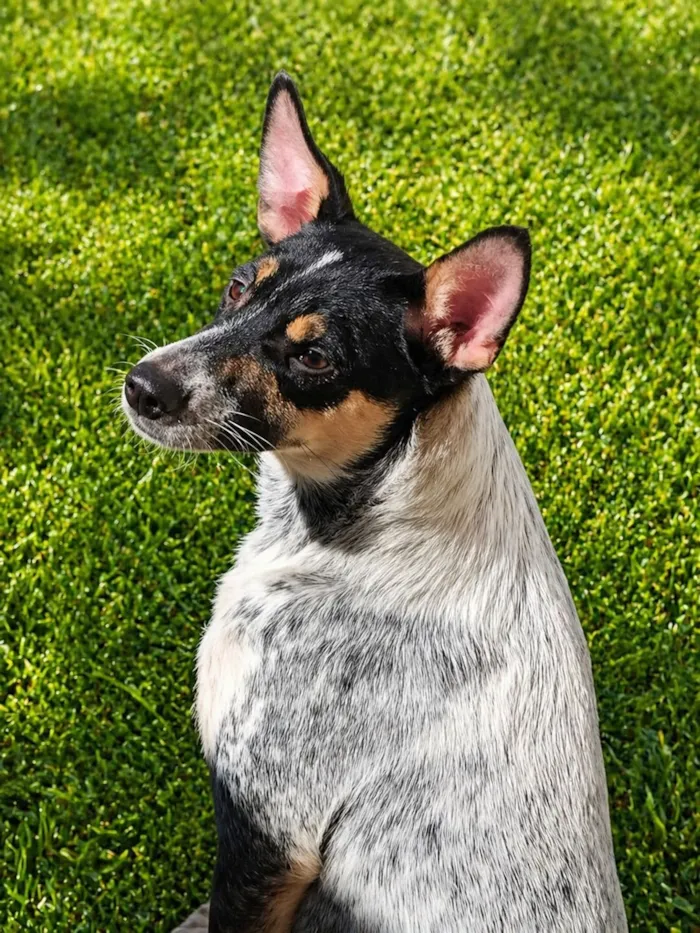 Cachorro raça SRD-ViraLata idade 1 ano nome Kika