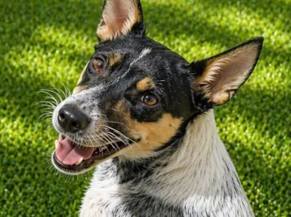 Cachorro raça SRD-ViraLata idade 1 ano nome Kika