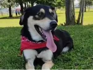 Cachorro raça SRD-ViraLata idade 5 anos nome Zeus