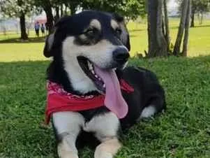 Cachorro raça SRD-ViraLata idade 5 anos nome Zeus