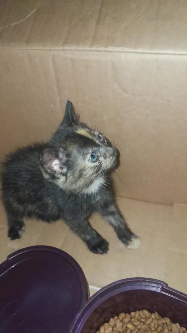 Gato raça SRD-ViraLata idade Abaixo de 2 meses nome Lili