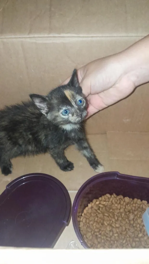 Gato raça SRD-ViraLata idade Abaixo de 2 meses nome Lili