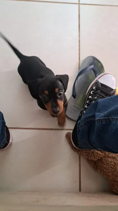 Cachorro raça Basset-Cofap idade 2 a 6 meses nome Marvin