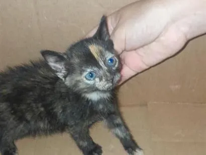 Gato raça SRD-ViraLata idade Abaixo de 2 meses nome Lili