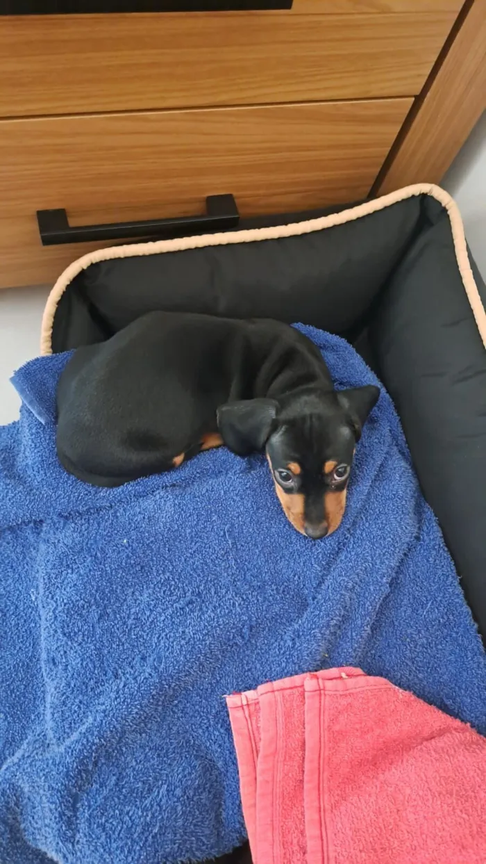 Cachorro raça Basset-Cofap idade 2 a 6 meses nome Marvin