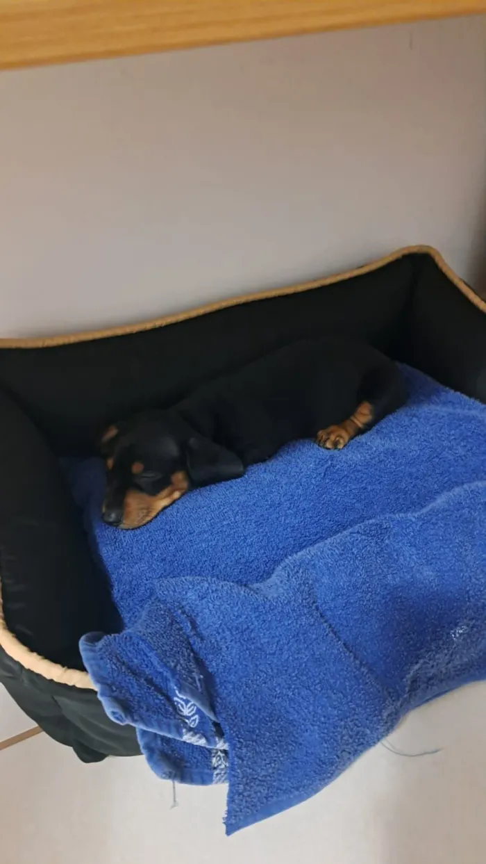 Cachorro raça Basset-Cofap idade 2 a 6 meses nome Marvin