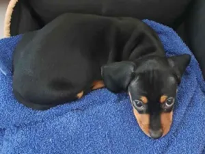 Cachorro raça Basset-Cofap idade 2 a 6 meses nome Marvin