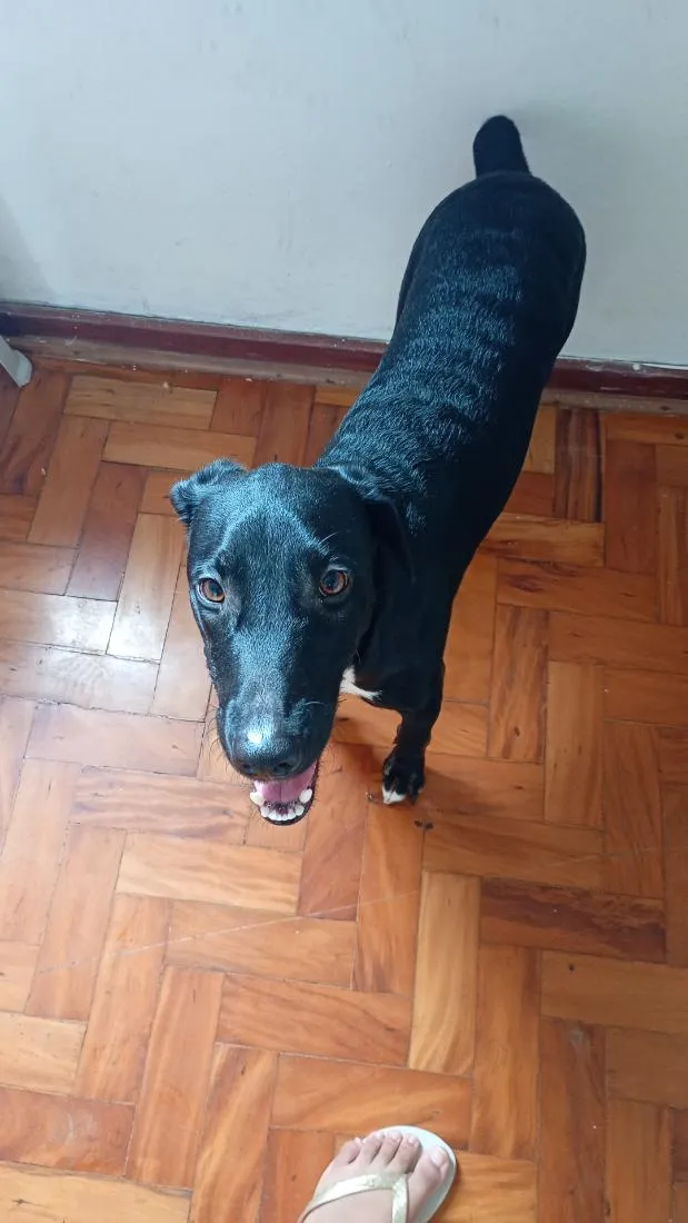 Cachorro raça SRD-ViraLata idade 1 ano nome Conan