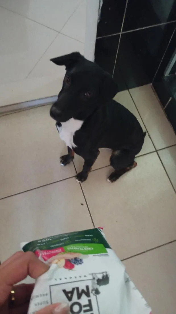 Cachorro raça SRD-ViraLata idade 1 ano nome Conan