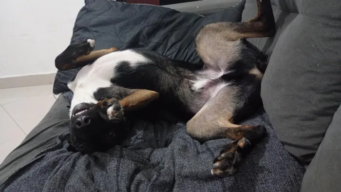 Cachorro raça SRD-ViraLata idade 1 ano nome Conan