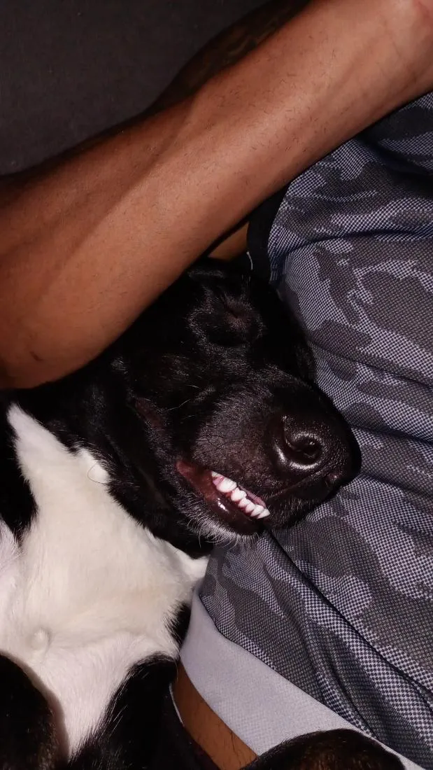 Cachorro raça SRD-ViraLata idade 1 ano nome Conan