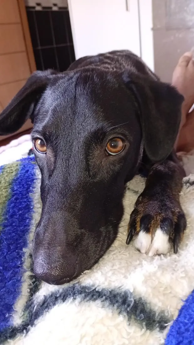 Cachorro raça SRD-ViraLata idade 1 ano nome Conan
