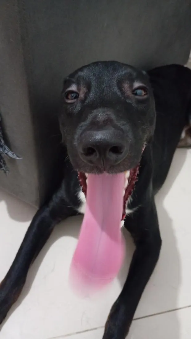 Cachorro raça SRD-ViraLata idade 1 ano nome Conan