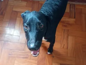 Cachorro raça SRD-ViraLata idade 1 ano nome Conan