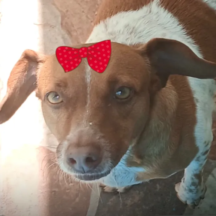 Cachorro raça Basset-Cofap idade 4 anos nome Pitchuca 