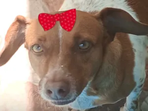 Cachorro raça Basset-Cofap idade 4 anos nome Pitchuca 