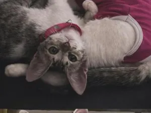 Gato raça SRD-ViraLata idade 2 a 6 meses nome mel e nina