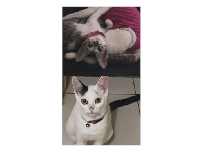 Gato raça SRD-ViraLata idade 2 a 6 meses nome mel e nina