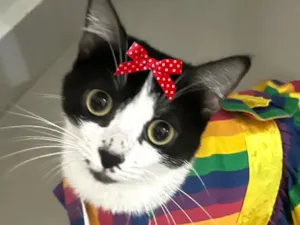 Gato raça SRD-ViraLata idade 7 a 11 meses nome Jade 