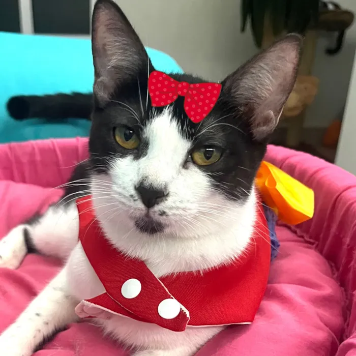 Gato raça SRD-ViraLata idade 7 a 11 meses nome Suzy 