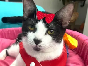 Gato raça SRD-ViraLata idade 7 a 11 meses nome Suzy 