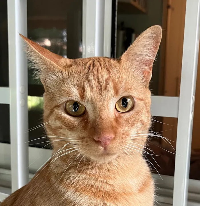 Gato raça SRD-ViraLata idade 1 ano nome Milo 