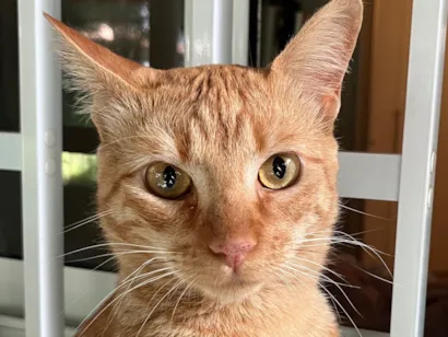 Gato raça SRD-ViraLata idade 1 ano nome Milo 