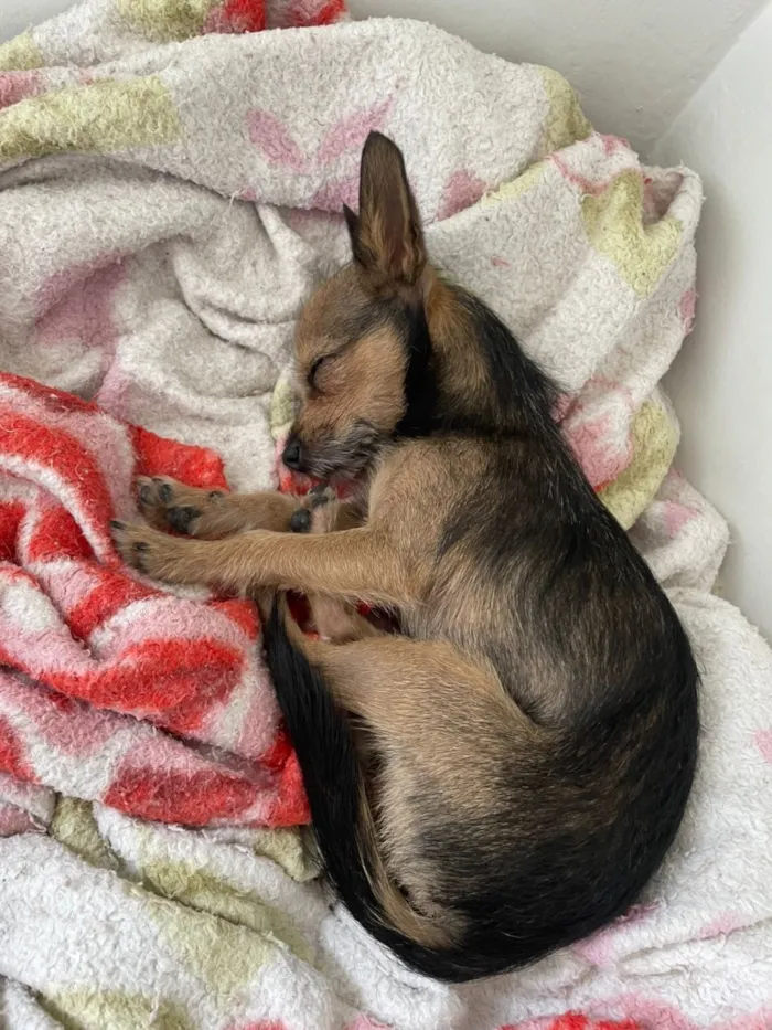 Cachorro raça SRD-ViraLata idade 1 ano nome Luke