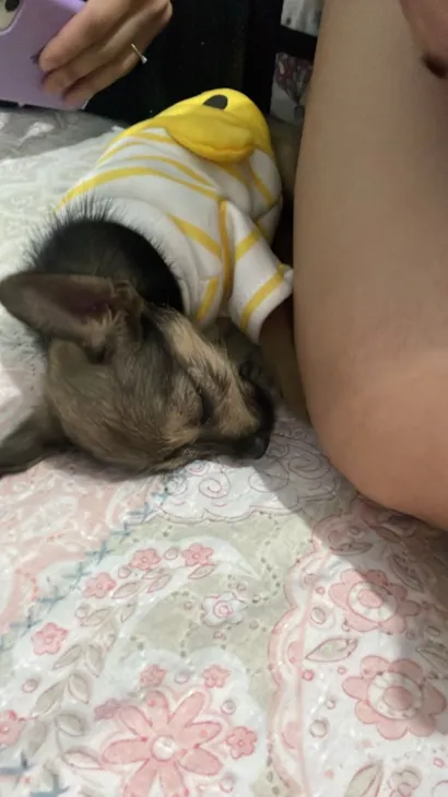 Cachorro raça SRD-ViraLata idade 1 ano nome Luke