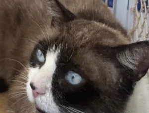 Gato raça Ragdoll idade 1 ano nome Fabrício 