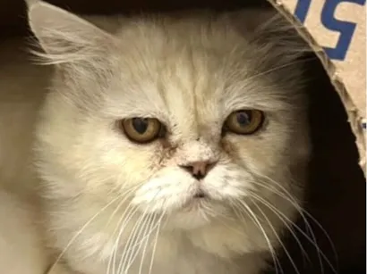 Gato raça Persa idade 1 ano nome Floquinho 