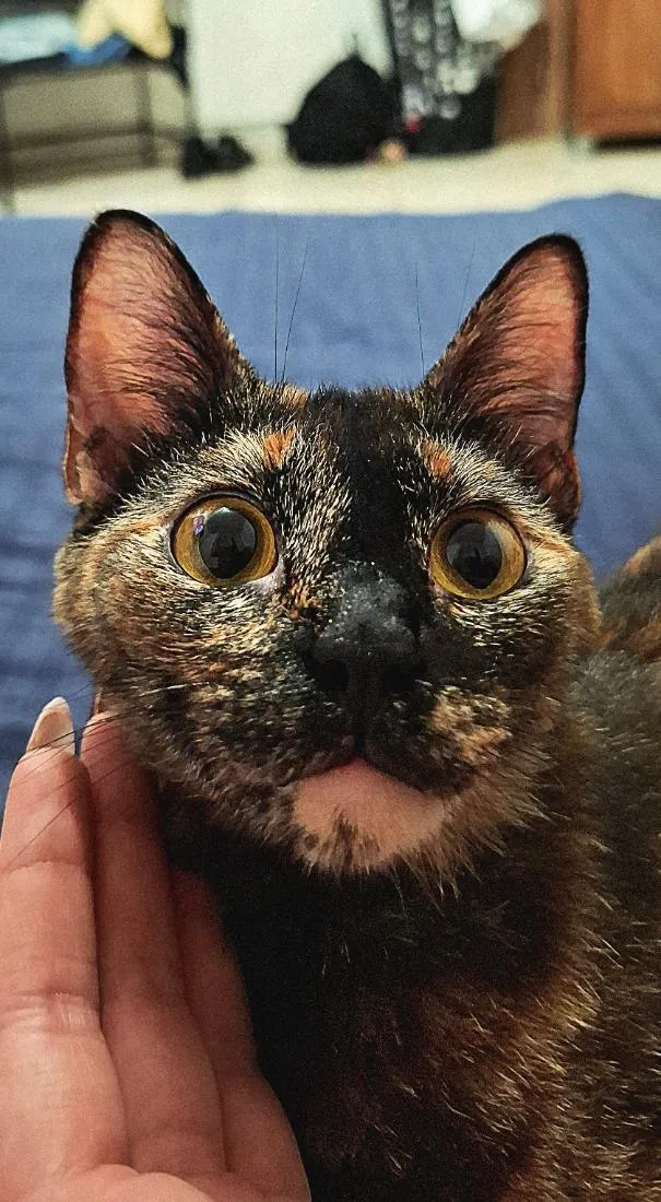 Gato raça SRD-ViraLata idade 1 ano nome Cali