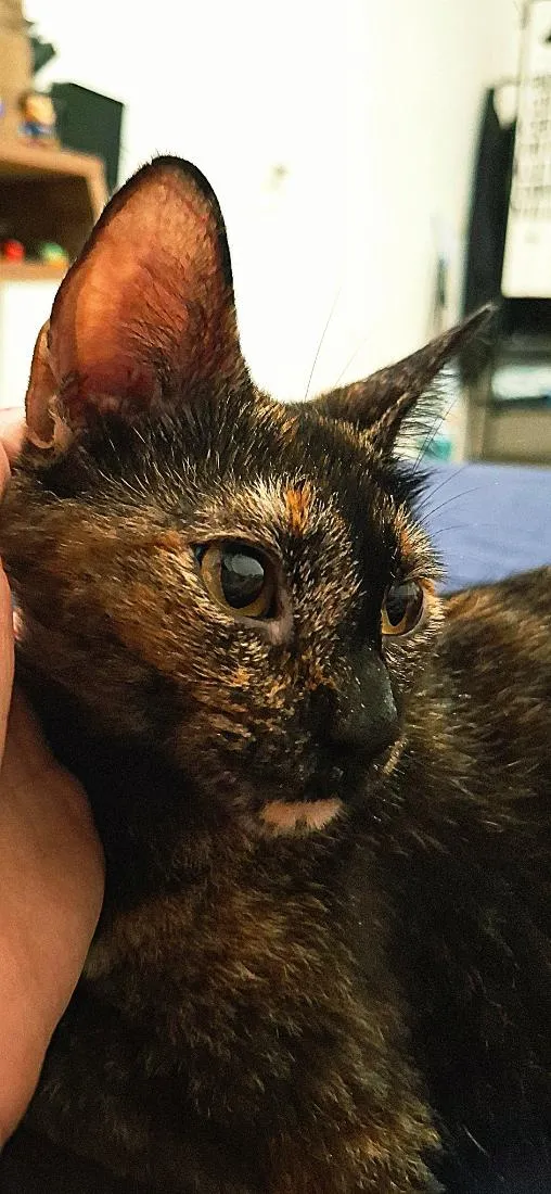 Gato raça SRD-ViraLata idade 1 ano nome Cali