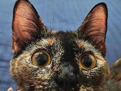 Gato raça SRD-ViraLata idade 1 ano nome Cali