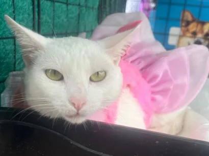 Gato raça SRD-ViraLata idade 1 ano nome Aghata 