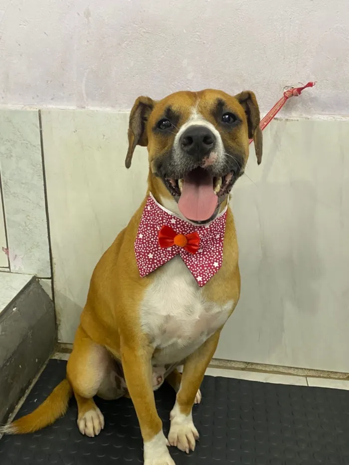 Cachorro raça SRD-ViraLata idade 2 a 6 meses nome Joaquim