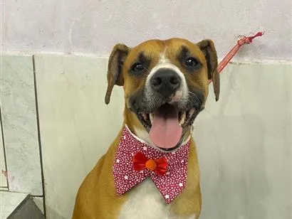 Cachorro raça SRD-ViraLata idade 2 a 6 meses nome Joaquim