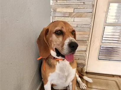 Cachorro raça Beagle idade 4 anos nome Snoopy 