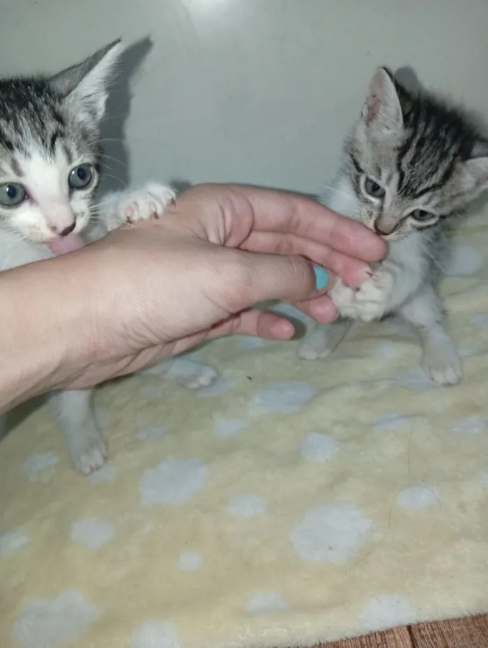 Gato raça SRD-ViraLata idade 2 a 6 meses nome Não tem nome ainda 