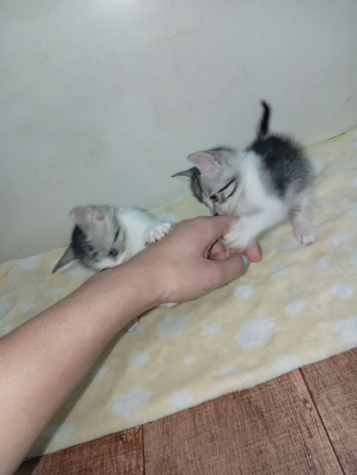 Gato raça SRD-ViraLata idade 2 a 6 meses nome Não tem nome ainda 