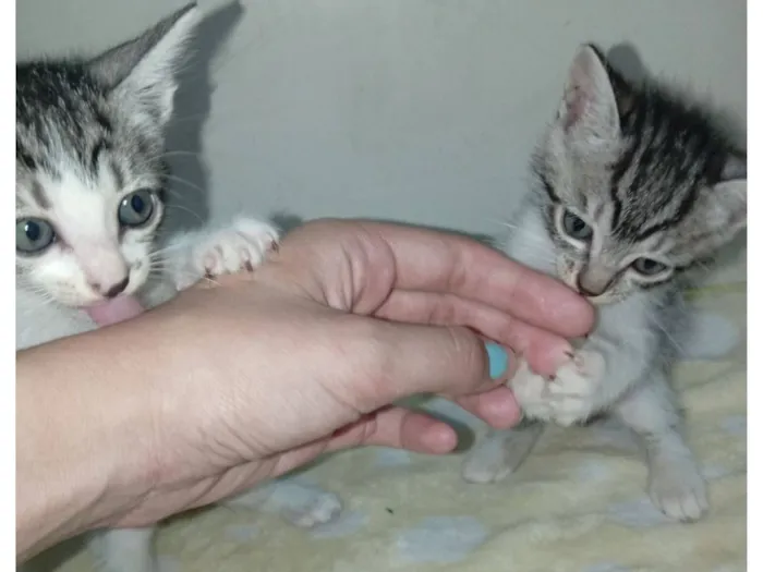 Gato raça SRD-ViraLata idade 2 a 6 meses nome Não tem nome ainda 