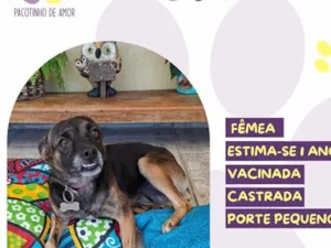 Cachorro raça SRD-ViraLata idade 1 ano nome Lisa