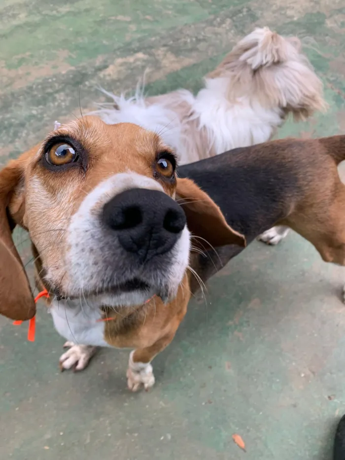 Cachorro raça Beagle idade 4 anos nome Snoopy 