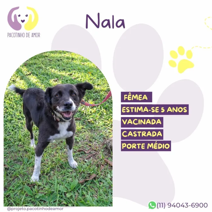 Cachorro raça SRD-ViraLata idade 5 anos nome Nala