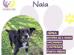 Cachorro raça SRD-ViraLata idade 5 anos nome Nala