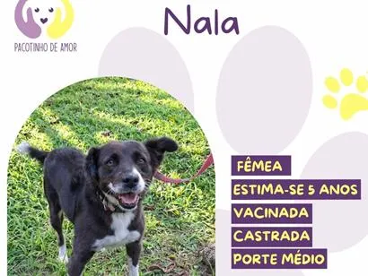 Cachorro raça SRD-ViraLata idade 5 anos nome Nala