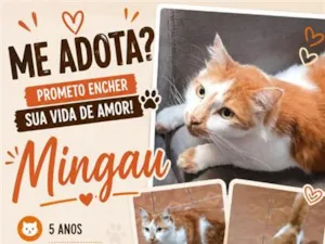 Gato raça SRD-ViraLata idade 5 anos nome Mingau