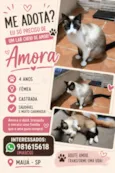 Amora