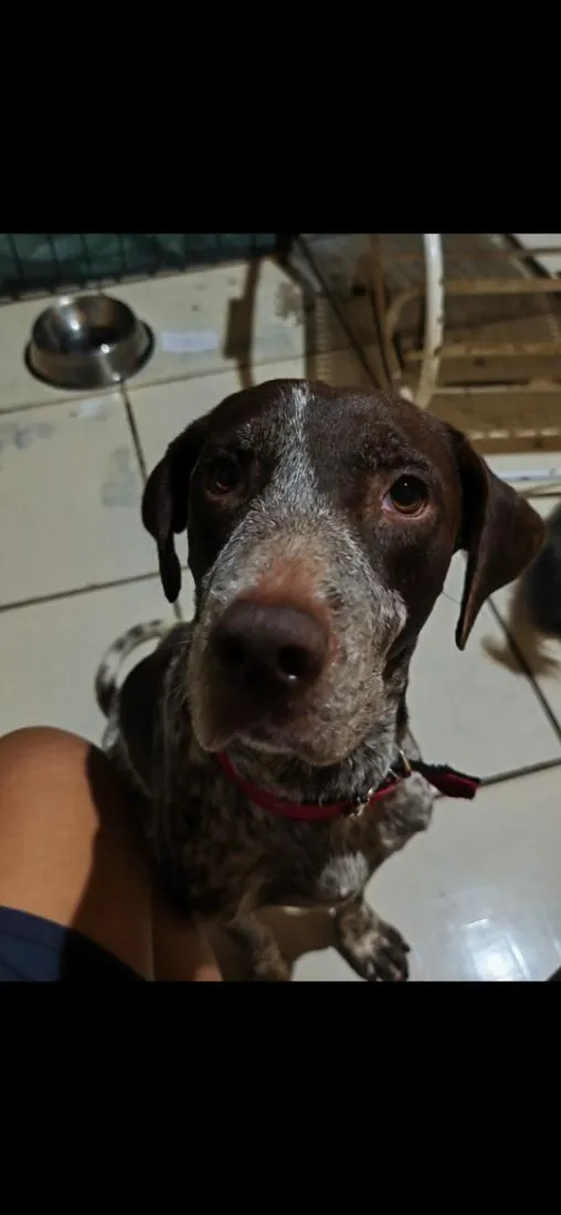 Cachorro raça Pointer alemão  idade 1 ano nome Theo