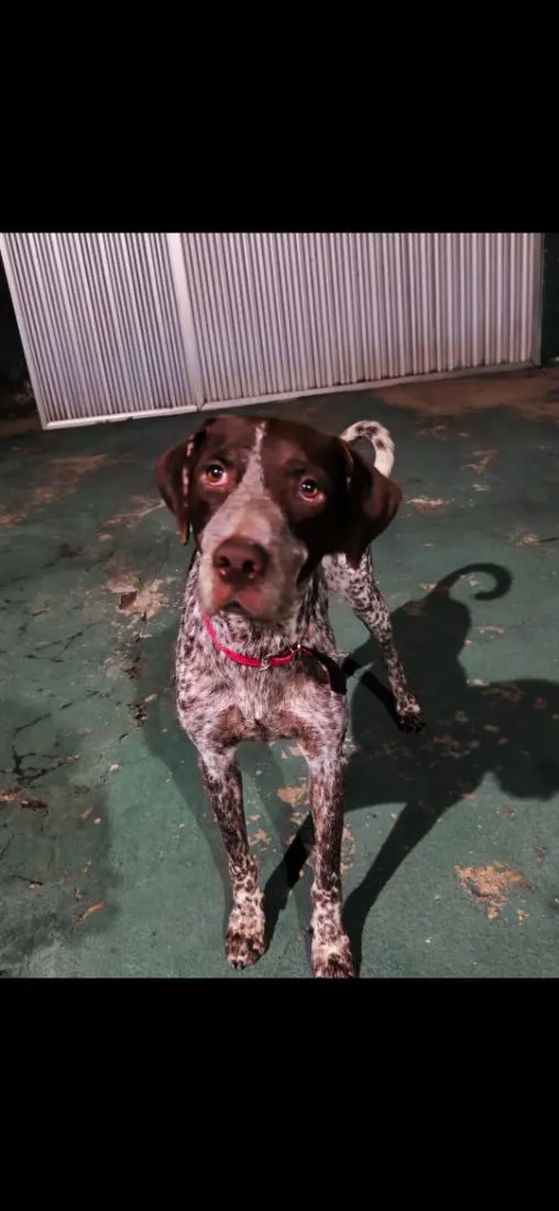 Cachorro raça Pointer alemão  idade 1 ano nome Theo